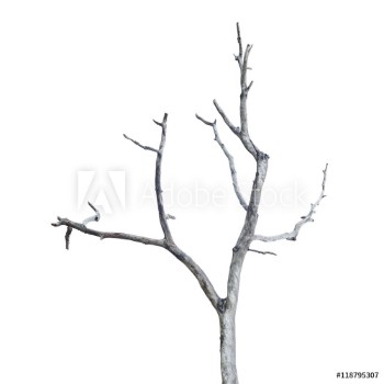 Picture of Single old and dead tree isolated on white background This has clipping path